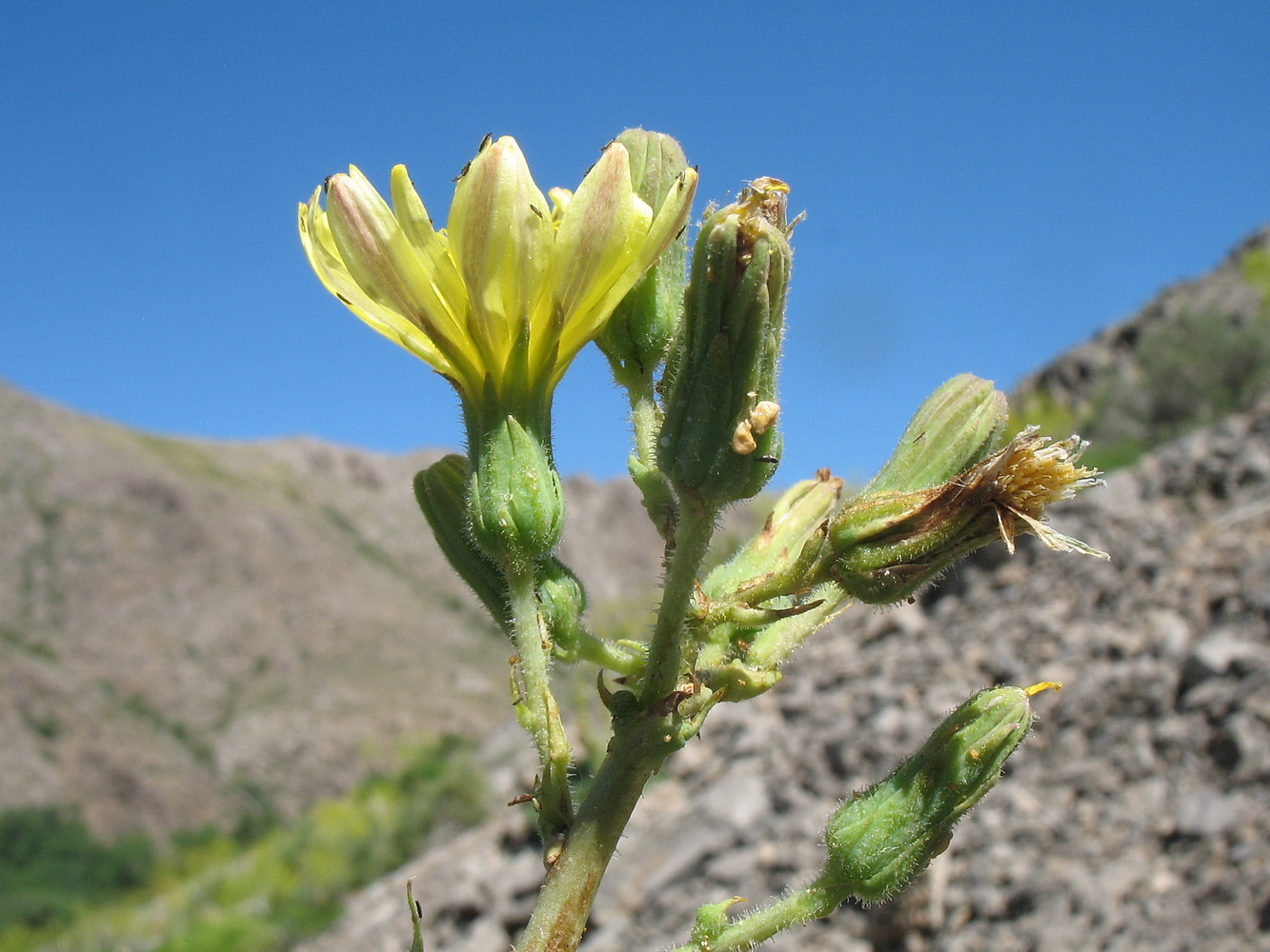 Image of Steptorhamphus crassicaulis specimen.