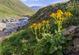 Senecio taraxacifolius. Цветущее растение (в сообществе с Chaerophyllum roseum). Республика Северная Осетия-Алания, Ирафский р-н, Большой Кавказ, правый берег р. Даргонком, у начала морены ледника Донисарцете, ≈ 2640 м н.у.м., альпийский луг. 05.07.2021.