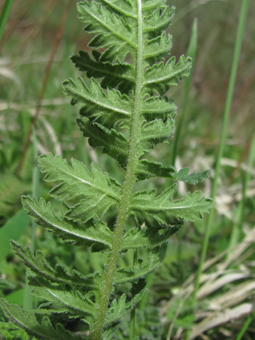 Image of genus Pedicularis specimen.