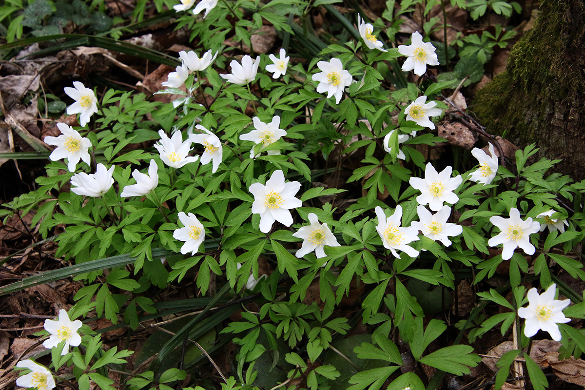 Image of Anemone nemorosa specimen.