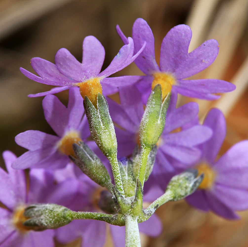 Image of Primula fistulosa specimen.