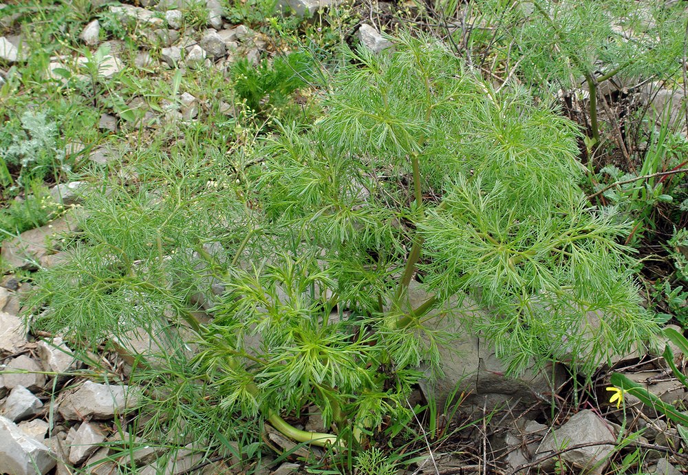 Image of Bilacunaria microcarpos specimen.