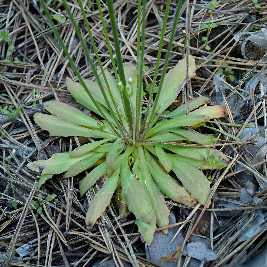 Image of Androsace septentrionalis specimen.