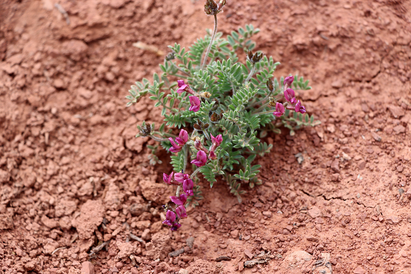 Изображение особи Oxytropis vvedenskyi.