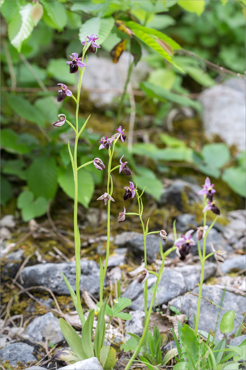 Изображение особи Ophrys mammosa ssp. caucasica.