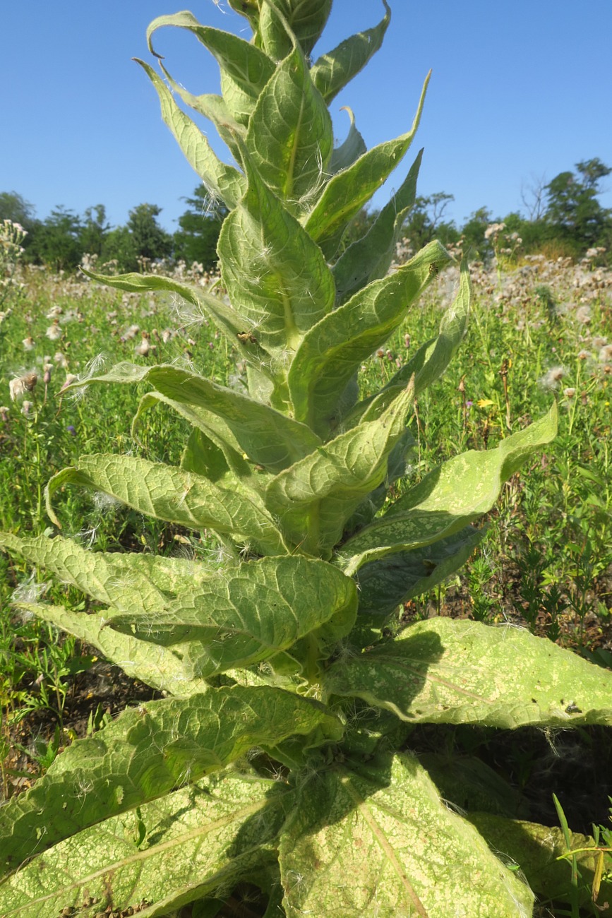 Изображение особи Verbascum phlomoides.