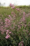 Trachomitum lancifolium. Верхушка цветущего растения. Южный Казахстан, нижний Боролдай, 2 км выше пос. Коктюбе. 24.06.2010.