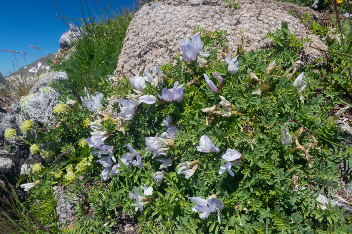 Image of genus Astragalus specimen.