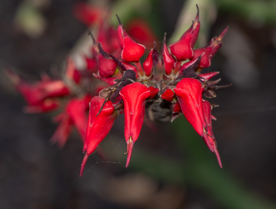 Image of Euphorbia lomelii specimen.