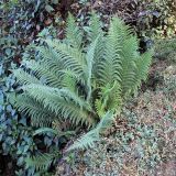 genus Dryopteris. Вайи. Непал, провинция Багмати, р-н Макванпур, Namtar, Laami Dada. 20.11.2017.