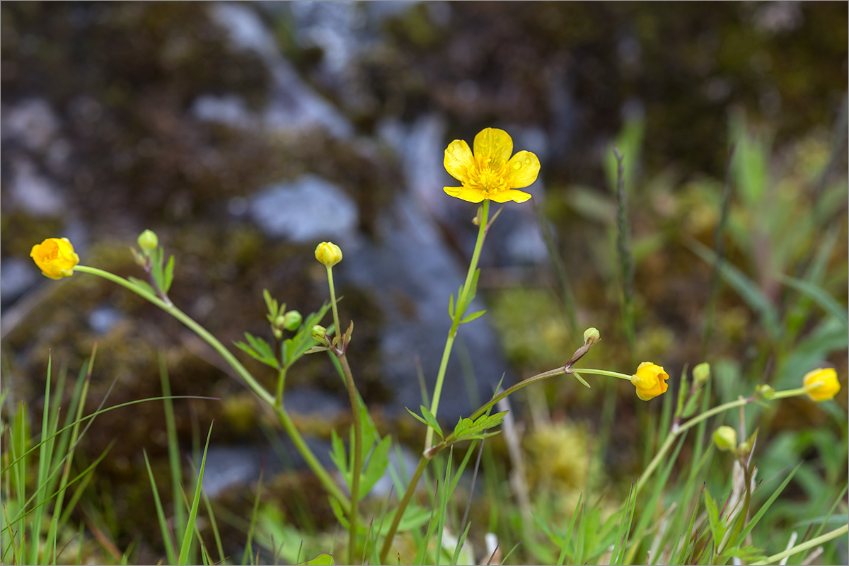 Ranunculus graminifolia