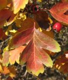 Смотреть изображение Crataegus × media