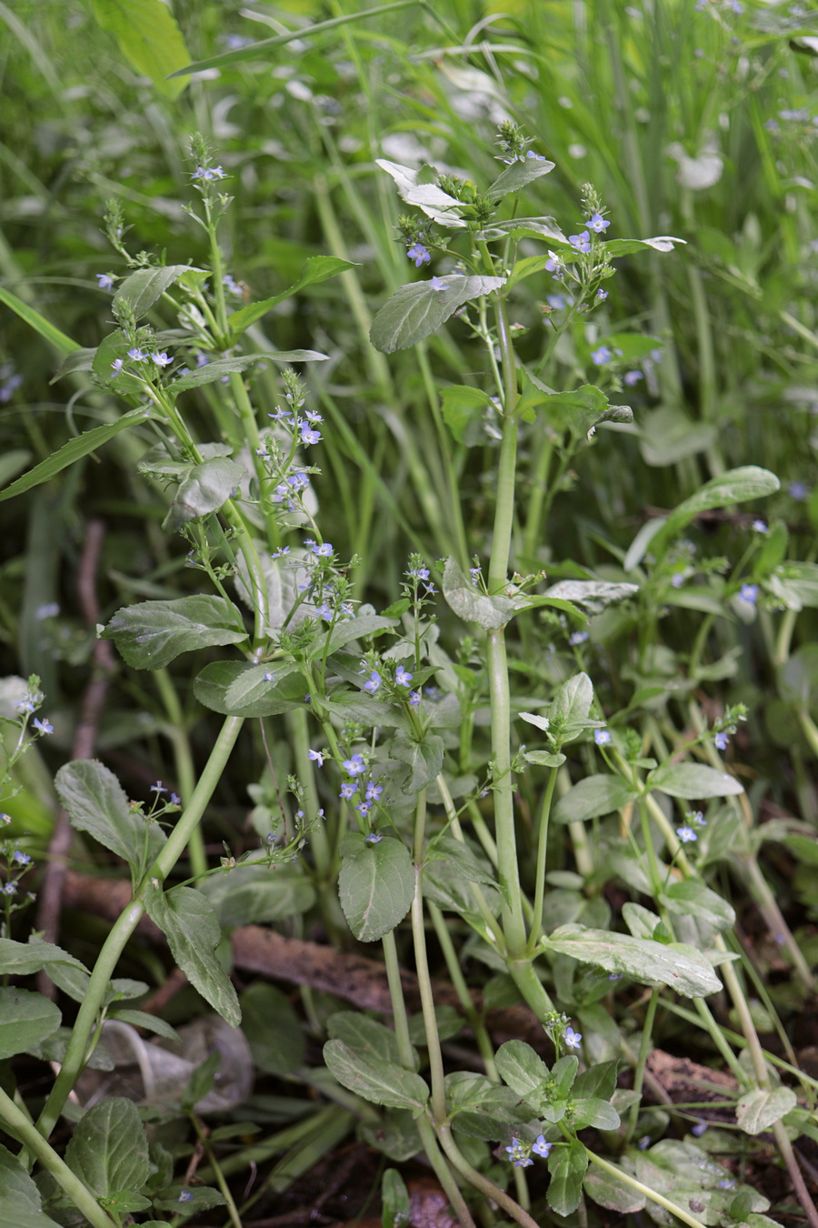 Image of Veronica beccabunga specimen.