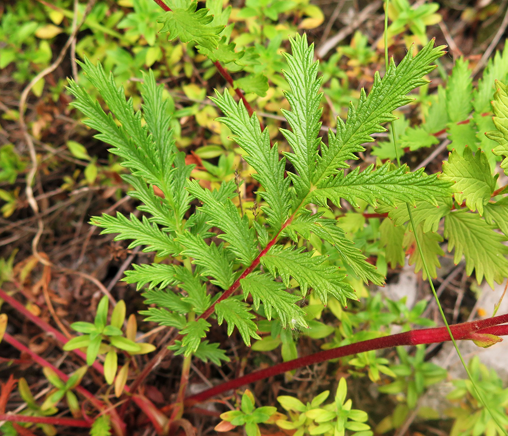 Image of Potentilla acervata specimen.