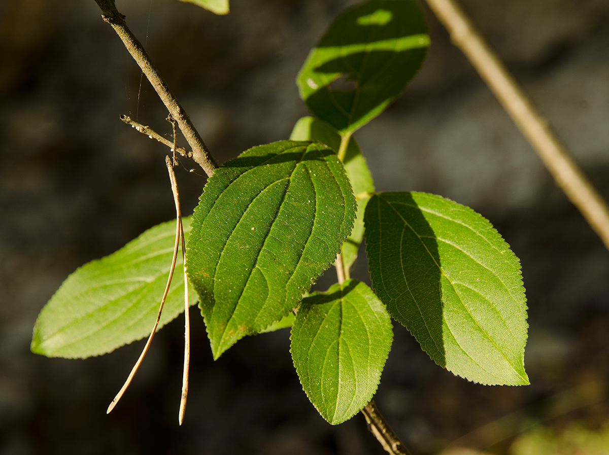 Изображение особи Rhamnus cathartica.