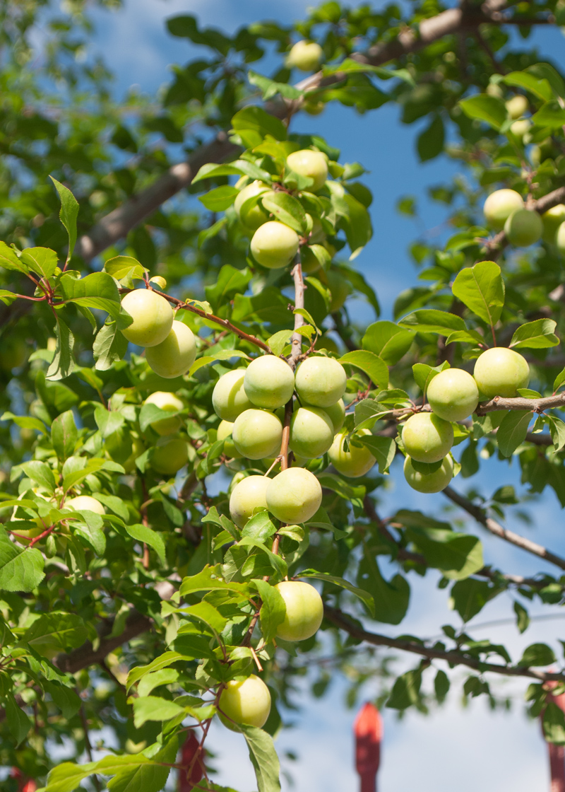 Image of Prunus cerasifera specimen.