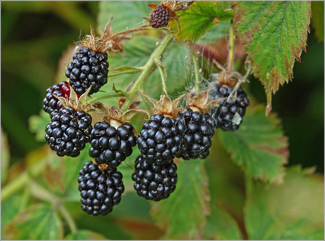 Image of Rubus allegheniensis specimen.