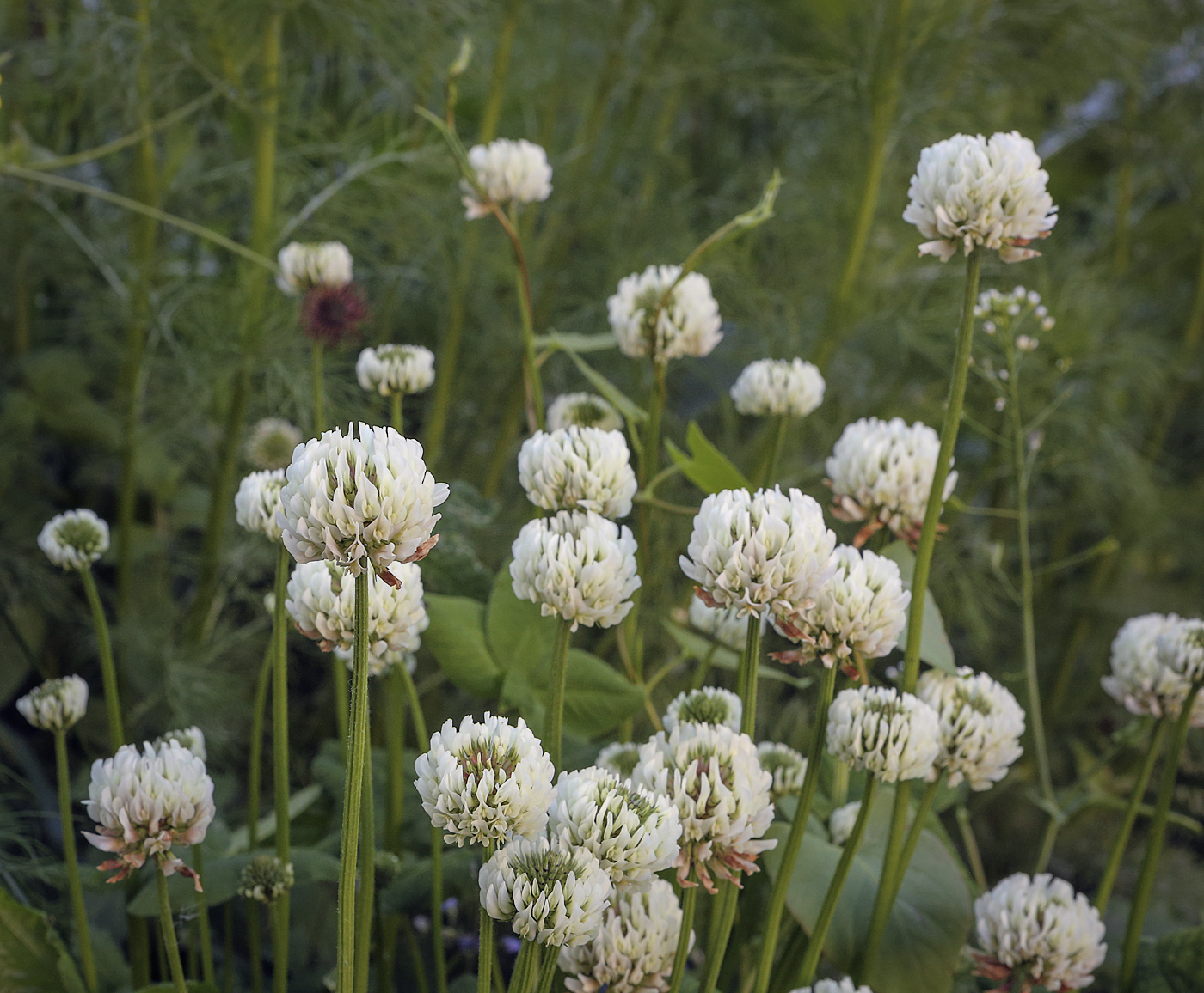 Image of genus Trifolium specimen.