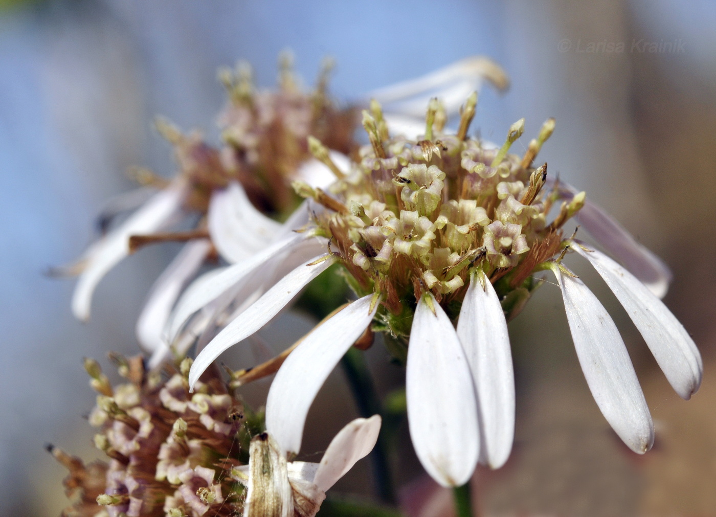 Изображение особи Aster ageratoides.