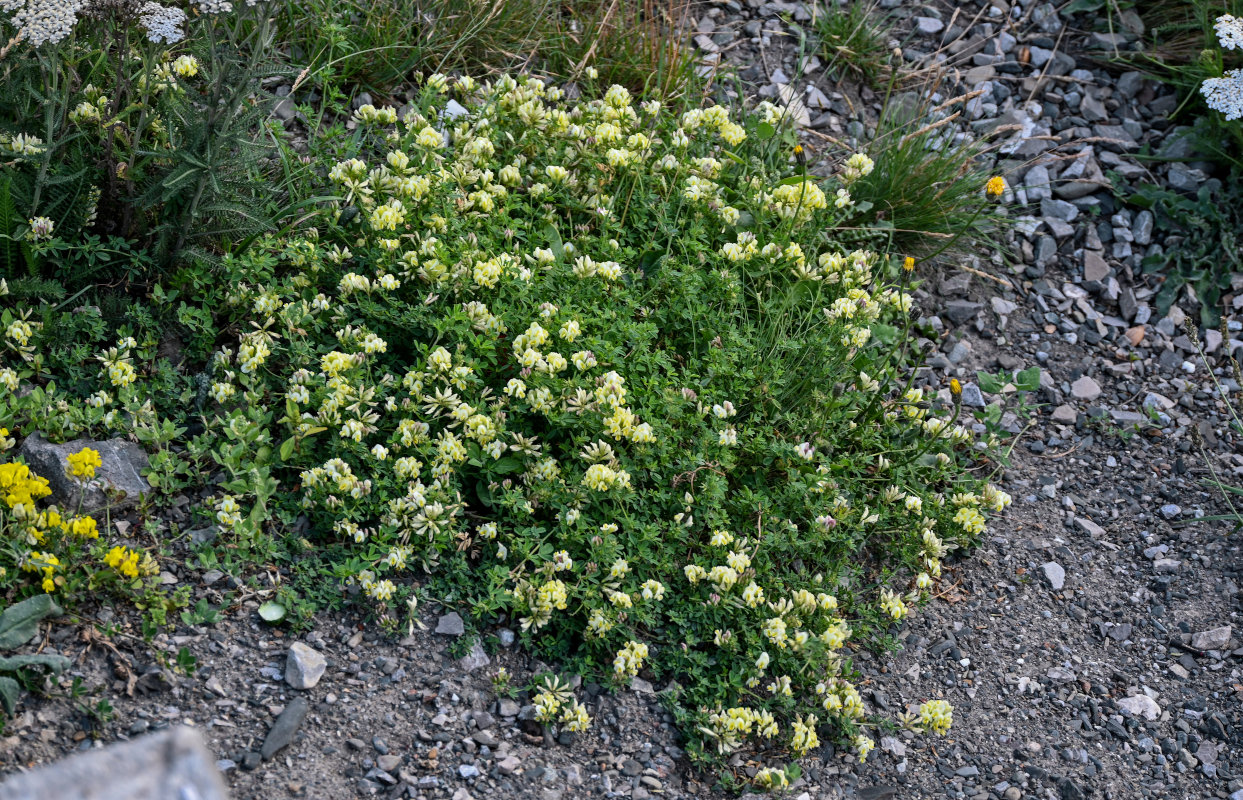 Изображение особи Medicago glutinosa.