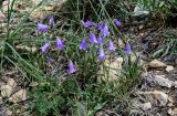 Campanula hohenackeri