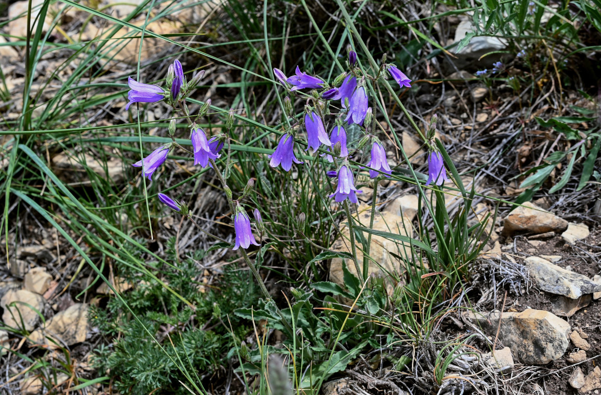 Изображение особи Campanula hohenackeri.