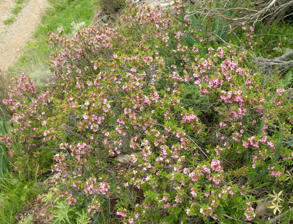 Изображение особи Cerasus erythrocarpa.