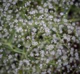 Gypsophila paniculata. Часть соцветия. Пермский край, г. Пермь, Кировский р-н, кладбище \"Закамское\", обочина асфальтовой дорожки. 01.07.2023.