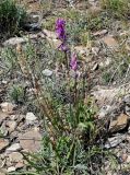 Oxytropis kasakorum. Цветущее и плодоносящее растение. Оренбургская обл., Кувандыкский гор. округ, окр. г. Кувандык, каменистый участок лугового склона. 06.07.2023.