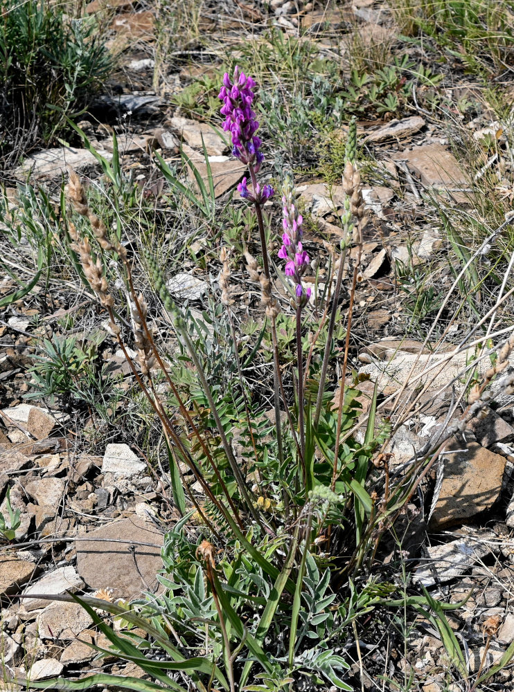 Image of Oxytropis kasakorum specimen.