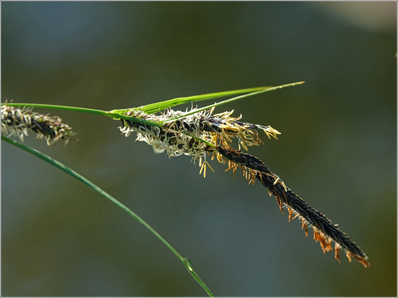 Image of Carex acuta specimen.