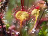 Drosera rotundifolia