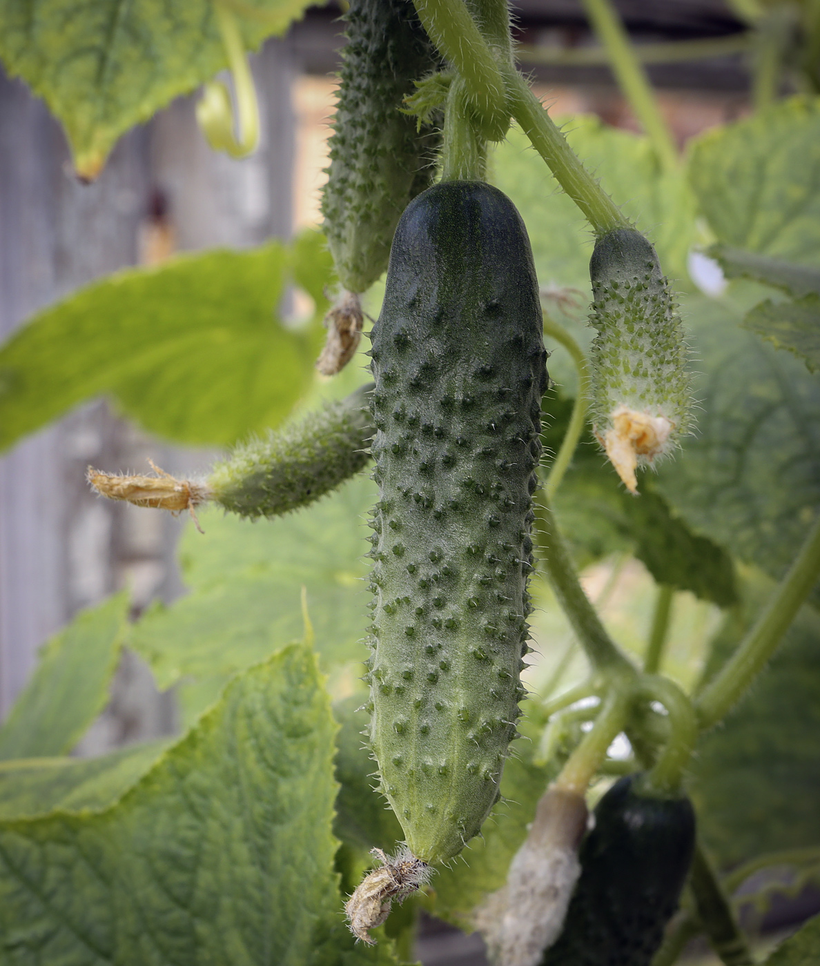 Изображение особи Cucumis sativus.