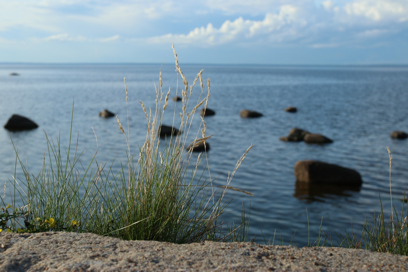 Изображение особи Festuca rubra.