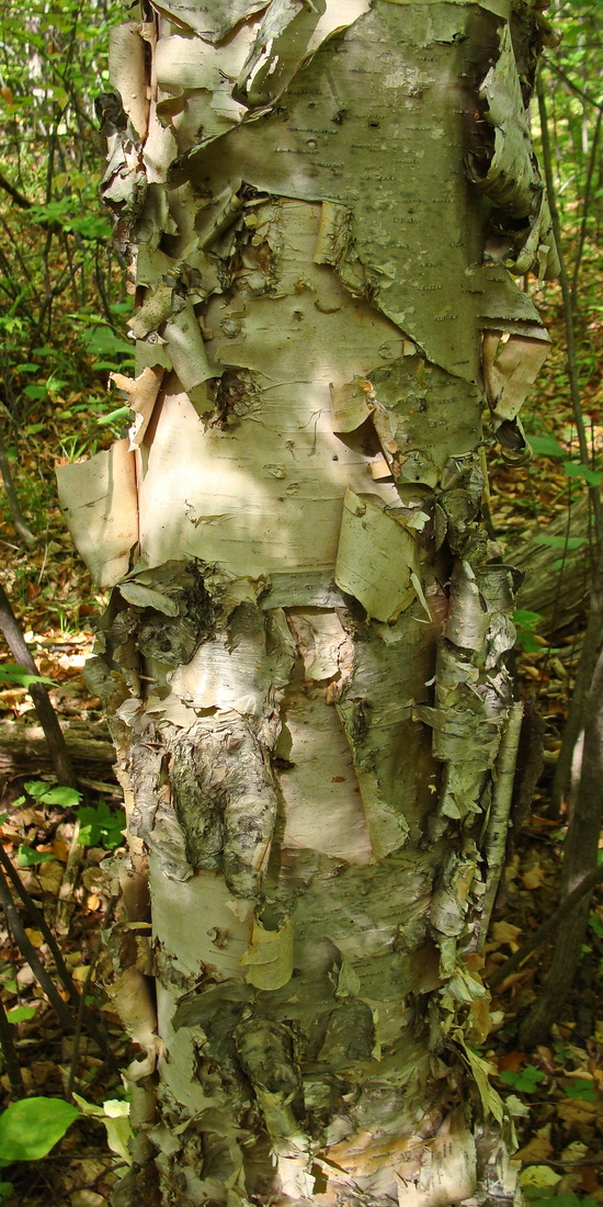 Image of Betula costata specimen.