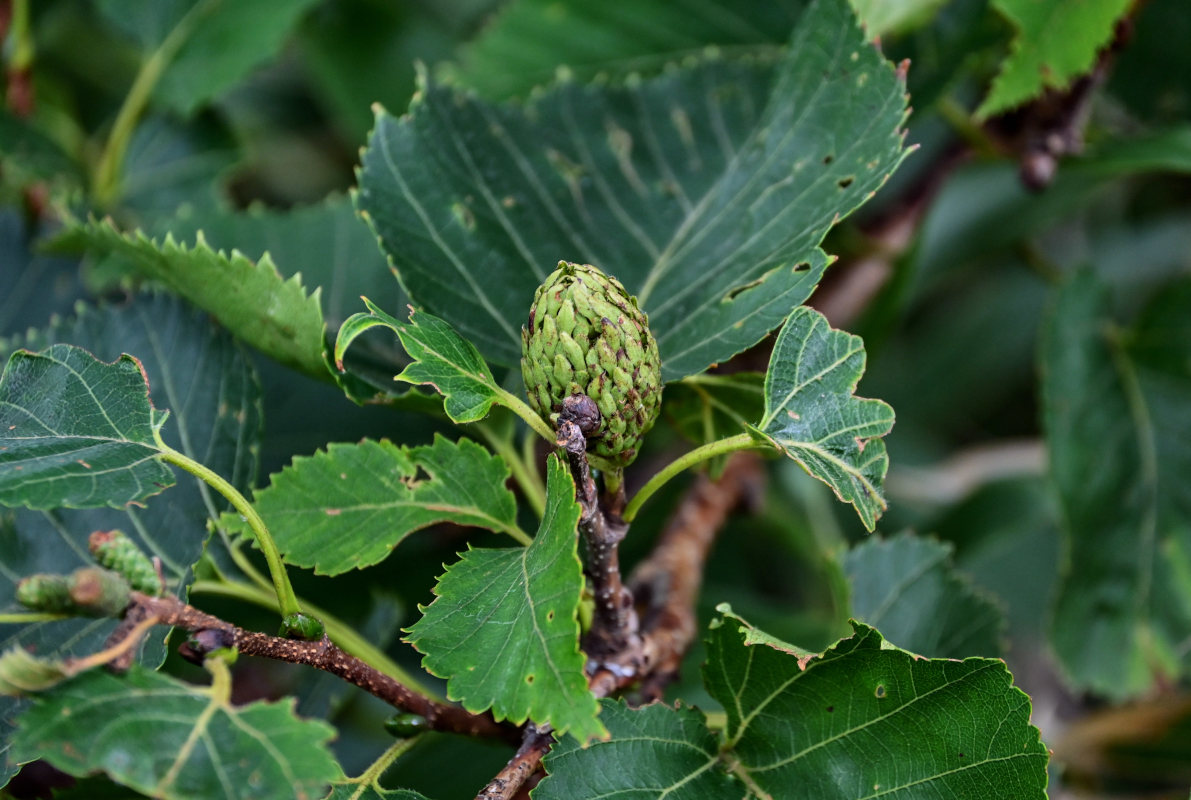 Изображение особи Betula ermanii.