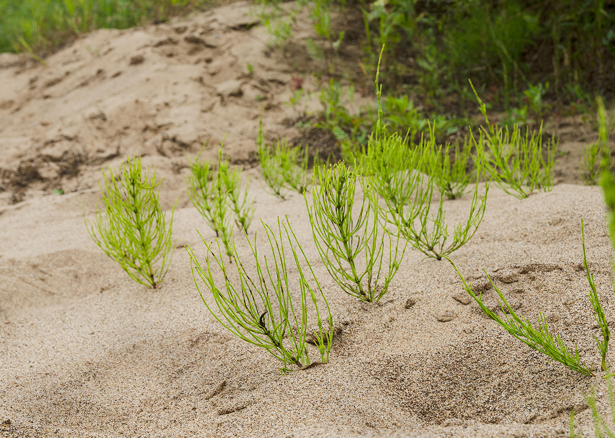 Image of Equisetum arvense specimen.