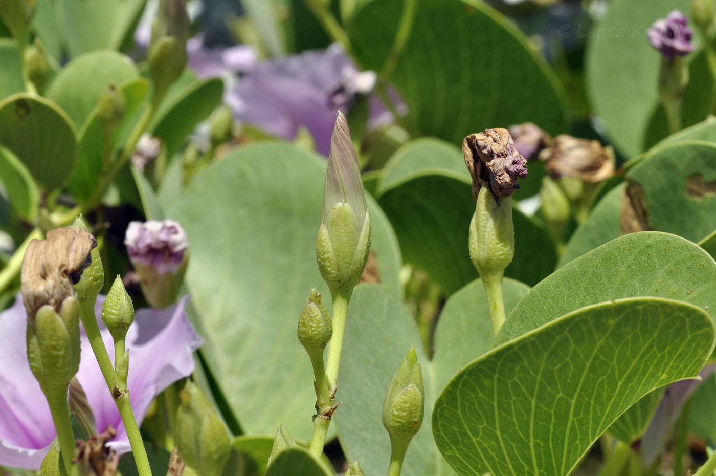 Image of Ipomoea pes-caprae specimen.