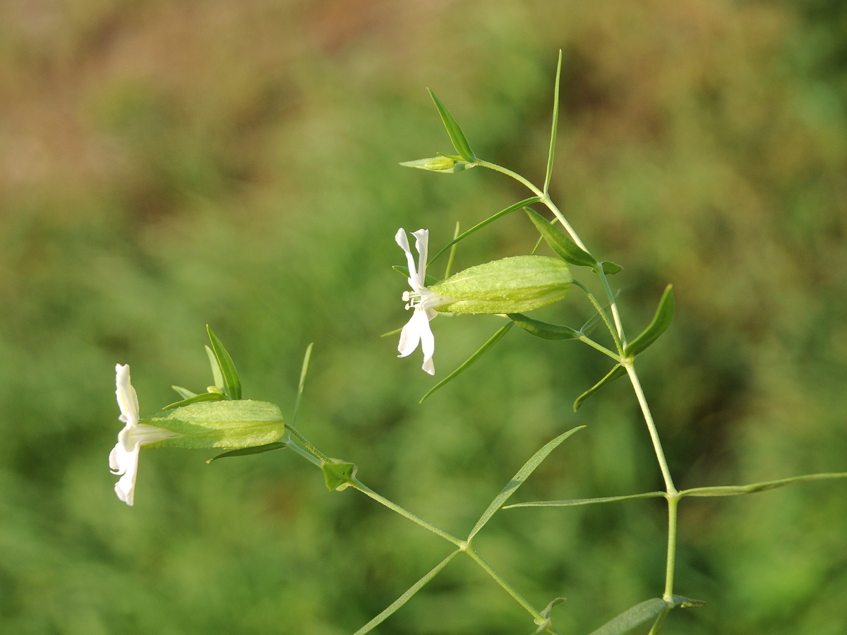 Изображение особи Oberna procumbens.