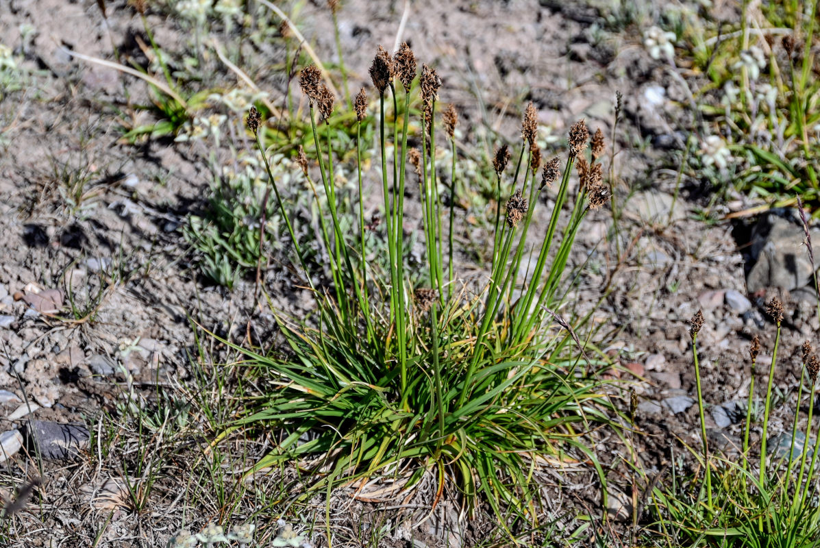 Image of Kobresia stenocarpa specimen.