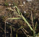 Echinochloa crus-galli