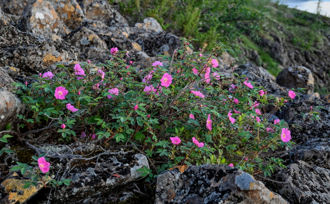 Image of Rosa acicularis specimen.