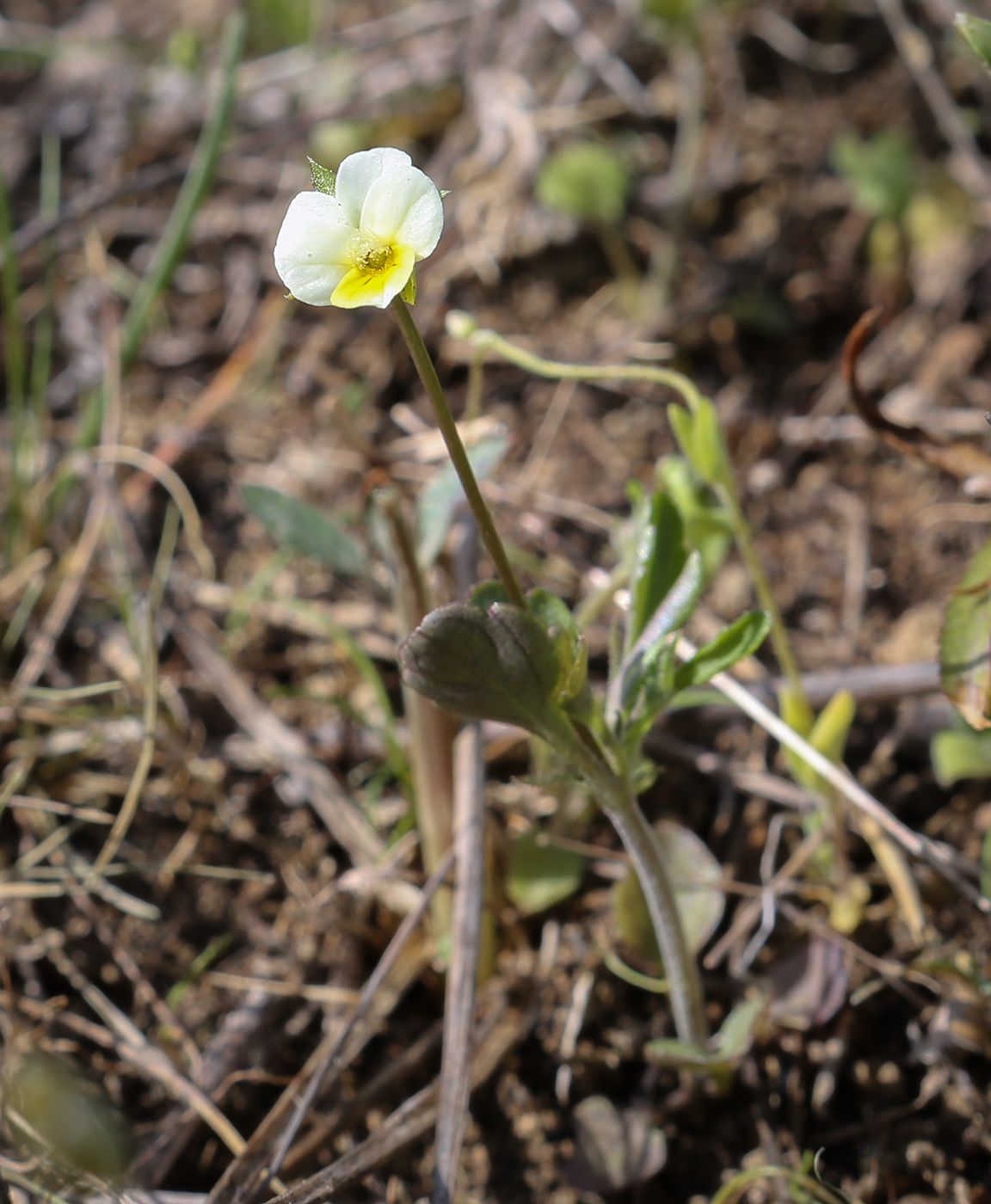 Image of Viola arvensis specimen.