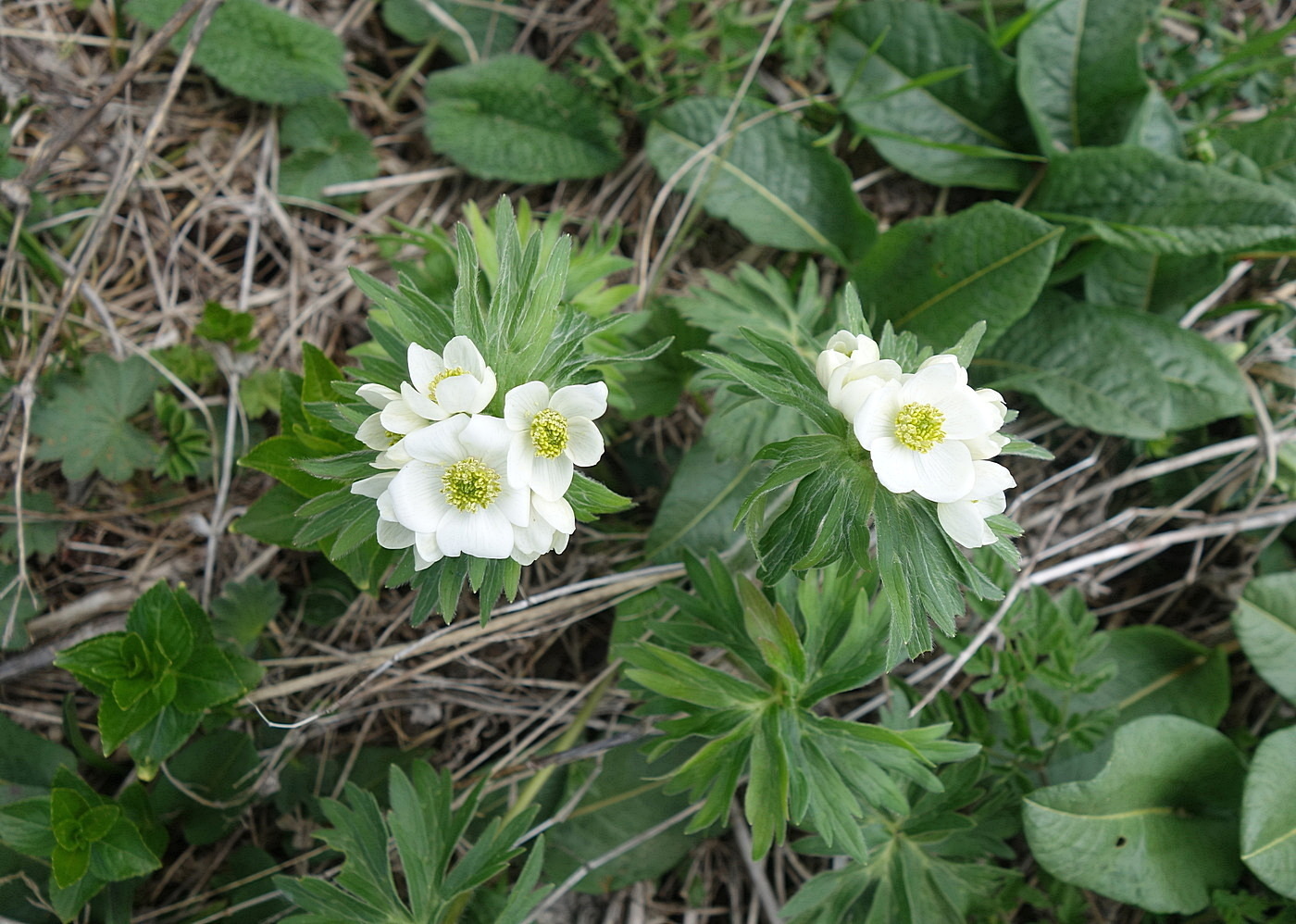 Изображение особи Anemonastrum fasciculatum.