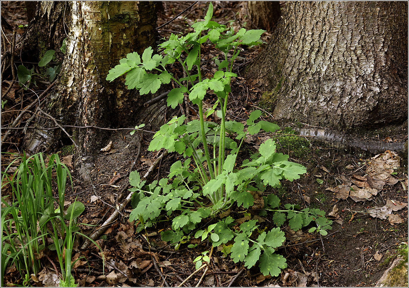 Изображение особи Chelidonium majus.