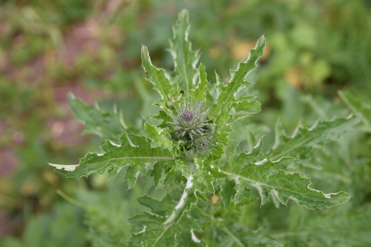 Изображение особи Carduus crispus.