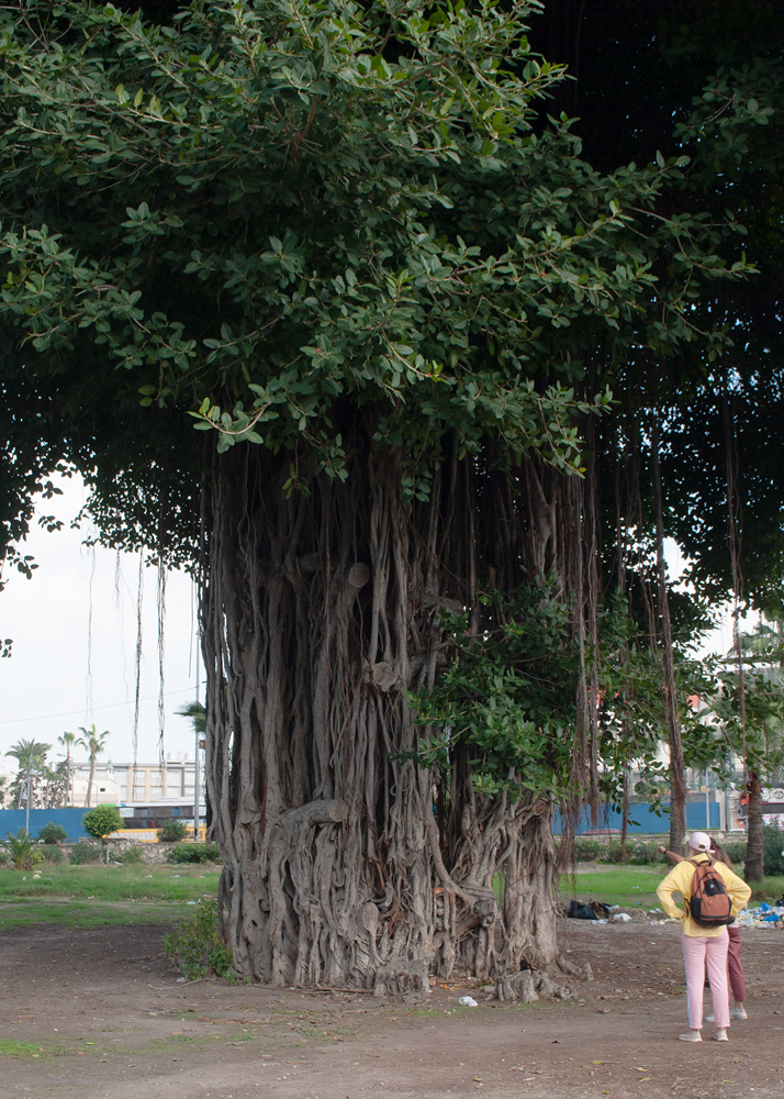 Изображение особи род Ficus.