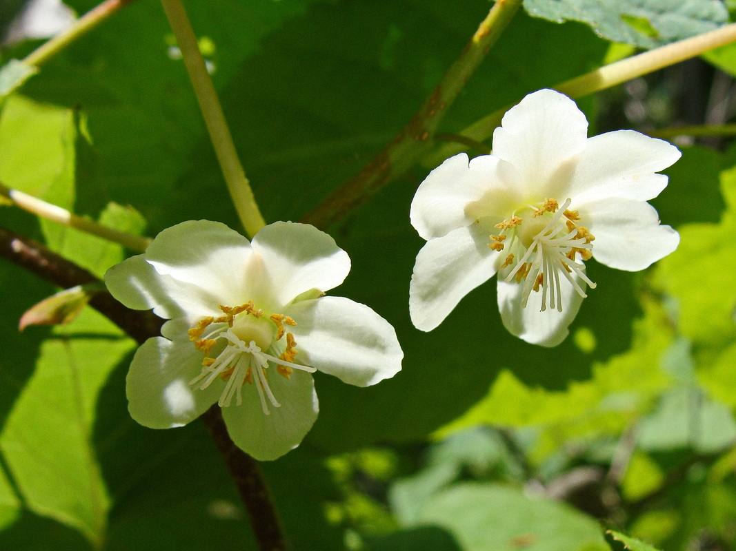 Изображение особи Actinidia kolomikta.