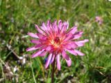 Taraxacum porphyranthum