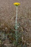 Pseudohandelia umbellifera. Цветущее растение в сообществе доминирующего Poa bulbosa. Казахстан, Алматинская обл., юго-зап. шлейф Джунгарского Алатау, правая сторона дол. р. Или ниже вдхр. Капчагай, плато Карой, степь. 11 мая 2024 г.